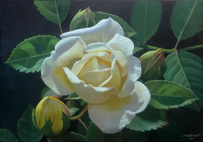 Rosa al sol